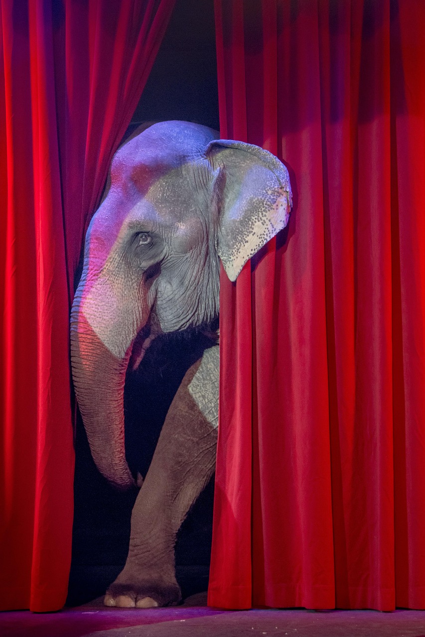 The Corporate Circus: How Organizations Can Escape the Trap of Confidence Over Competence 